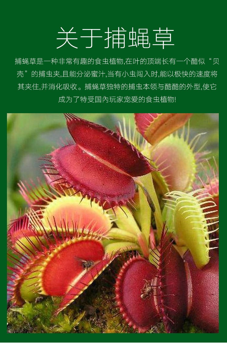 青蛙吃苍蝇的视频_青蛙吃苍蝇的视频_青蛙吃苍蝇的视频