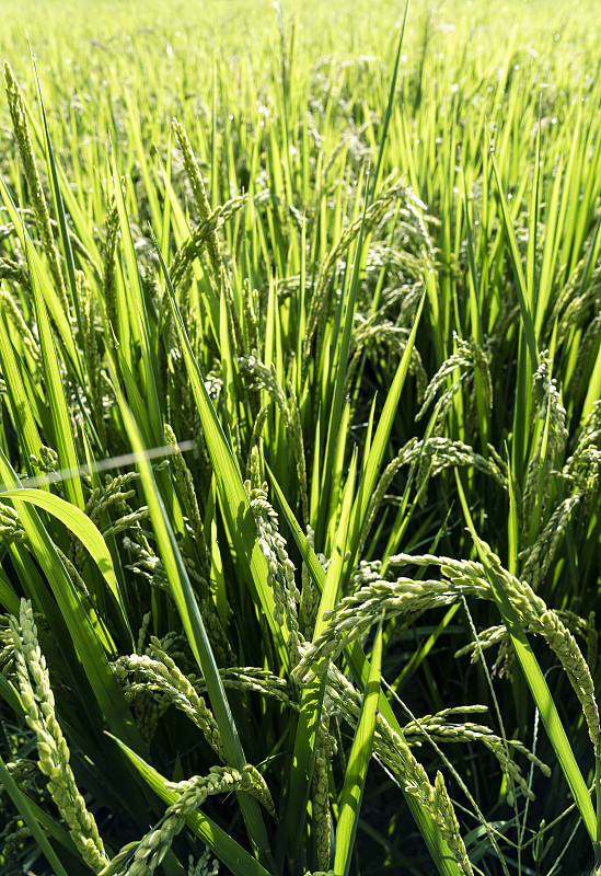 盈建科2.0单机授权码_盈建科软件授权码_盈建科安装完后出现授权