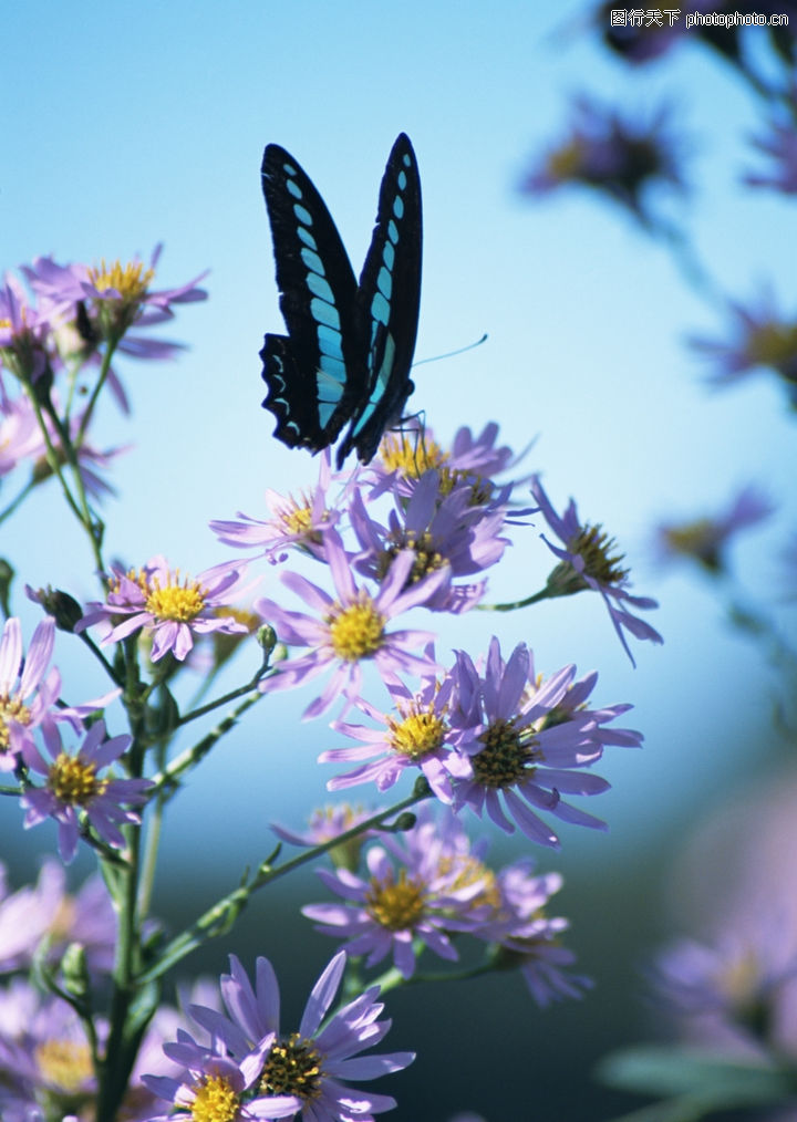 花儿与蝴蝶舞蹈视频_儿歌花蝴蝶舞蹈教学视频_视频花儿蝴蝶舞蹈教学