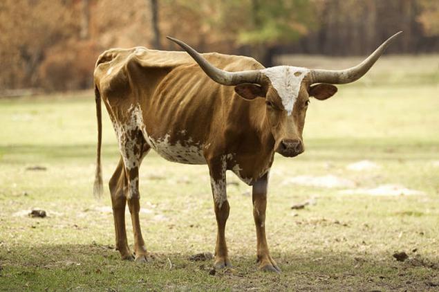 神级游戏设计师豹子头零充-豹子头零充：游戏设计界的狂热分子，带来前所未有的刺激与